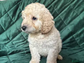 Cockapoo dogs Last little boy left Beautiful cockapoo puppies - Advert 5