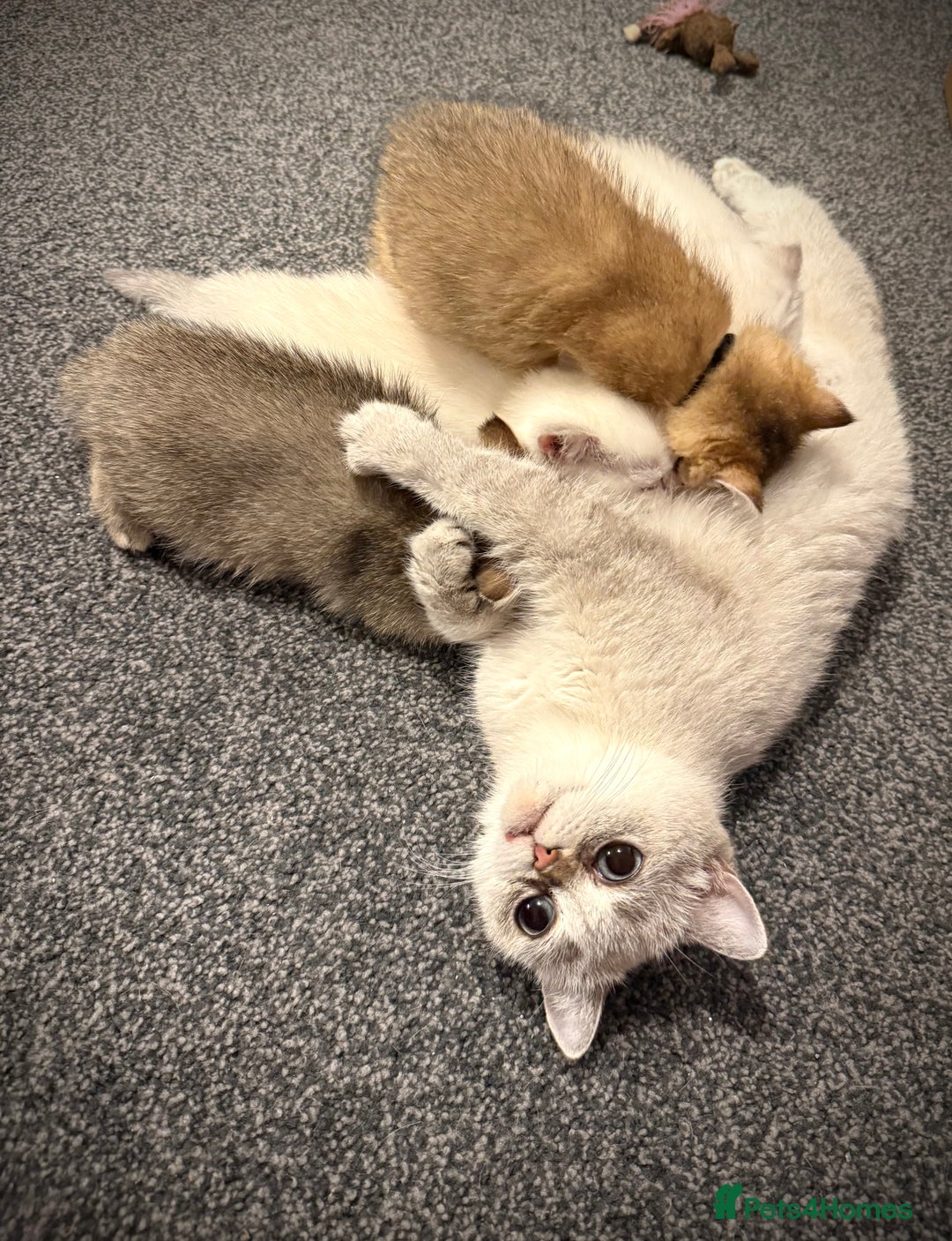 Scottish Fold cats for sale: 😻Pure breed Stunning Scottish straight angels 😻 - Image 20
