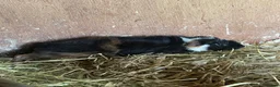 Guinea Pig rodents for sale: 5 boys , 1 girl  in Stirling - Advert 5