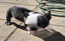 Boston Terrier dogs for sale: REDUCED!! Boston terriers DELIVERY!. - Image 13