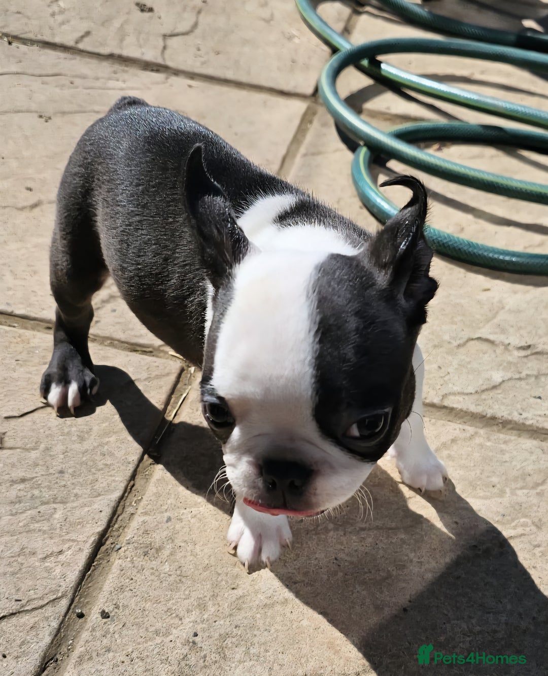 Boston Terrier dogs for sale: REDUCED!! Boston terriers DELIVERY!. - Image 13