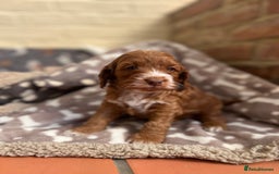 Cockapoo dogs for sale: F1 Show Type Cockapoo Puppies - Image 5