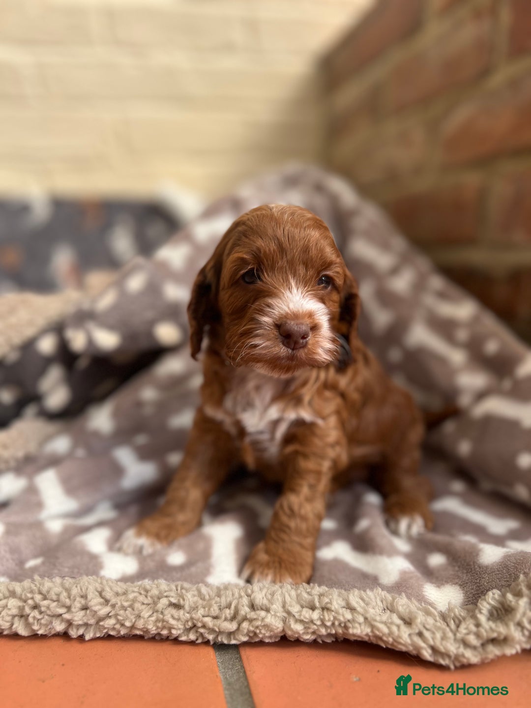 Cockapoo dogs for sale: F1 Show Type Cockapoo Puppies - Image 5