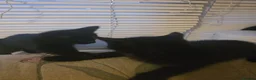 Mixed Breed cats for sale: 2 Beautiful Black Kittens – 1 Boys & 1 Girl  - Advert 3