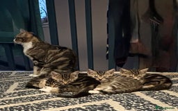Mixed Breed cats for sale: 2 female kittens 8 weeks old super cute :) - Image 3