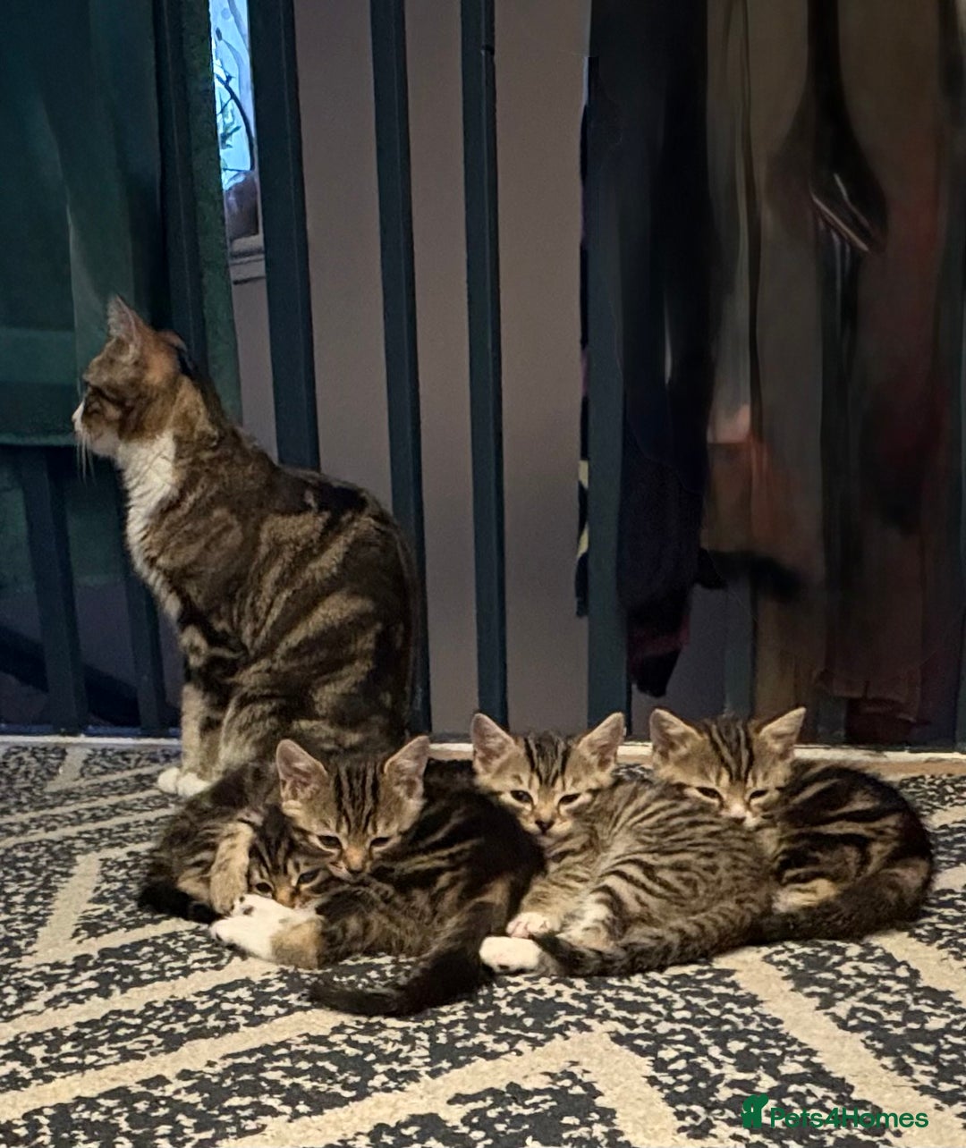 Mixed Breed cats for sale: 2 female kittens 8 weeks old super cute :) - Image 3