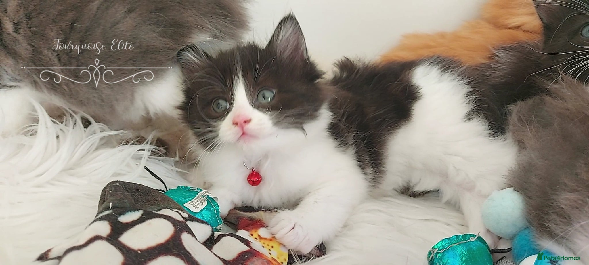 Ragdoll cats Beautiful cross Ragdoll/Persian😻😻😻 - Advert 1