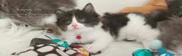 Ragdoll cats for sale: £Negotiable Beautiful cross Ragdoll/Persian😻😻😻 - Advert 15