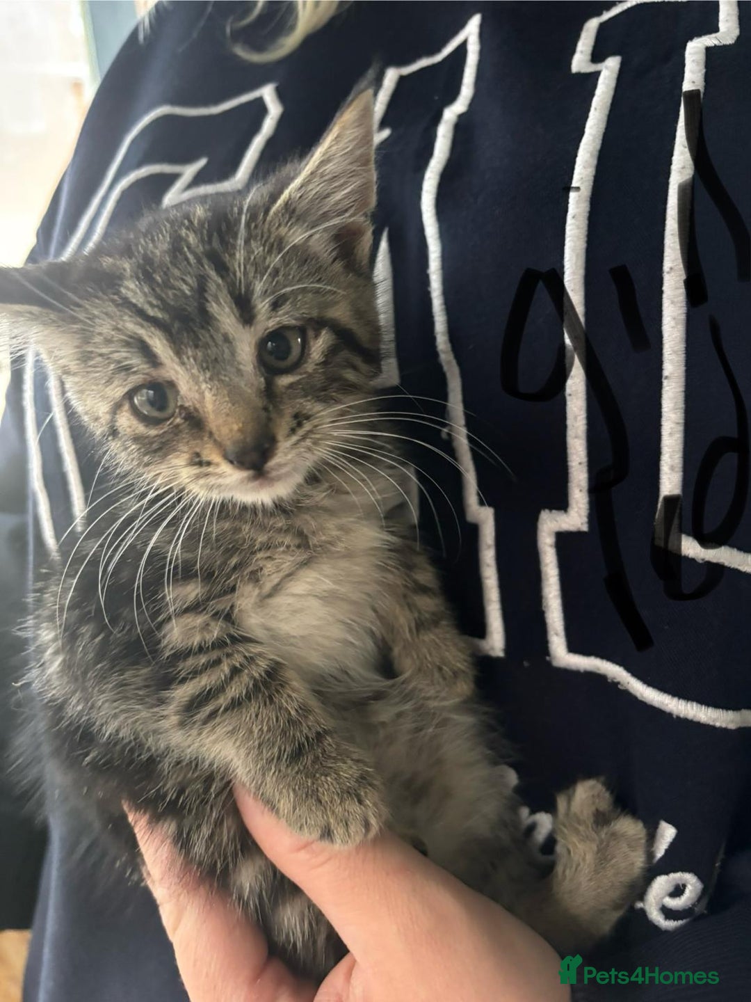 Mixed Breed cats for sale: Kittens for sale  - Image 1