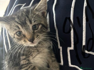 Mixed Breed cats - Advert 36