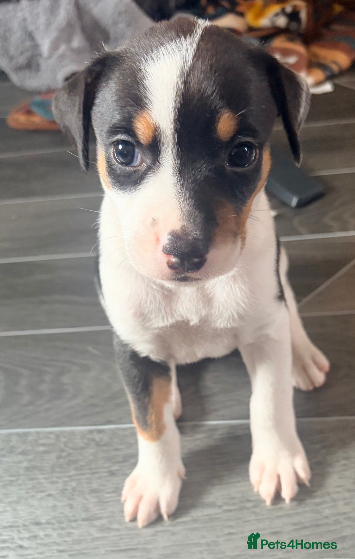 Mixed Breed dogs Staffy cross/ collie bull greyhound  - Advert 15