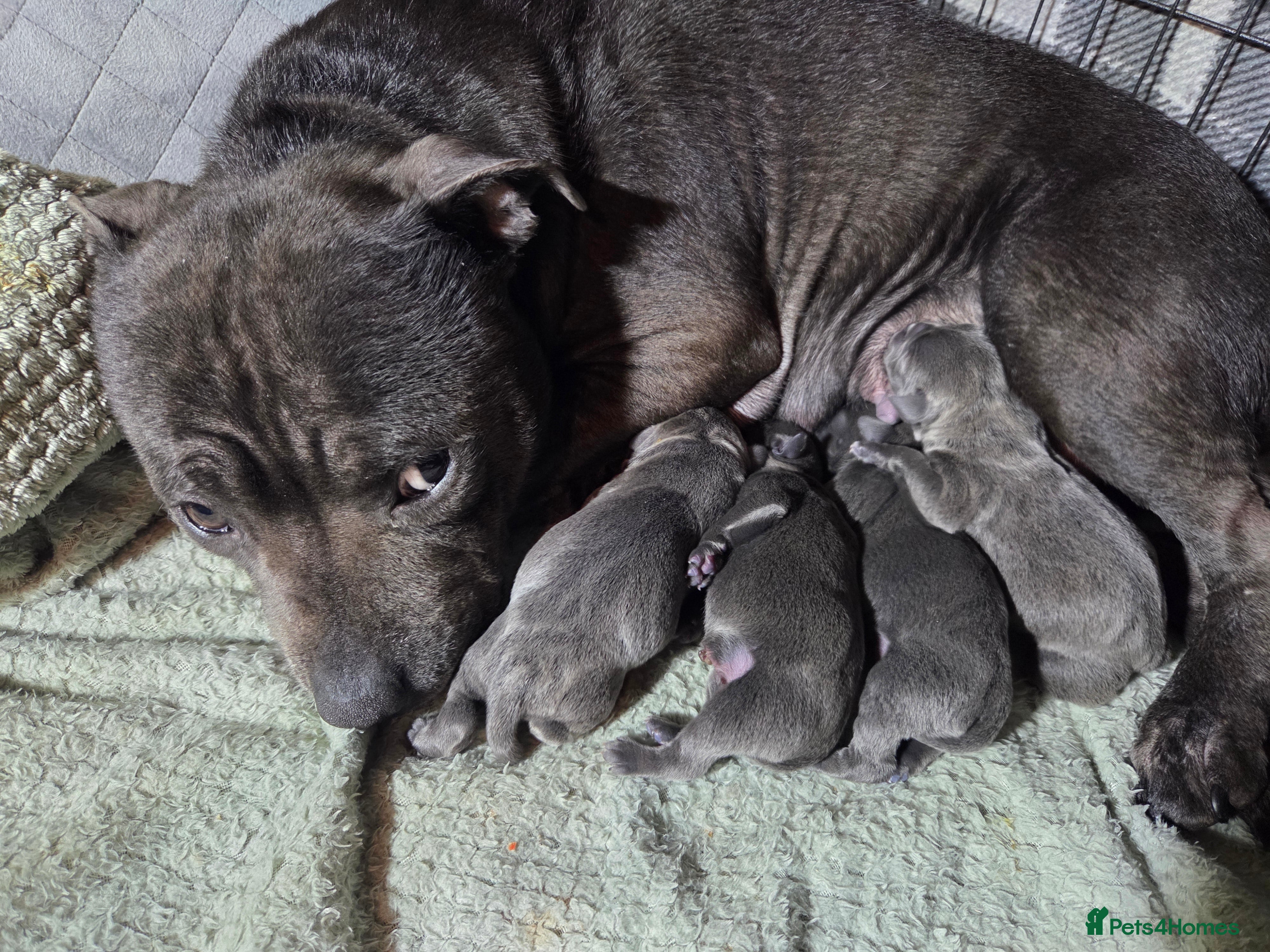 Staffordshire Bull Terrier dogs Beautiful little of 4 pups 2 girls 2 boys - Advert 1