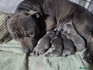 Staffordshire Bull Terrier dogs Beautiful little of 4 pups 2 girls 2 boys - Advert 3