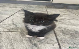 Ragdoll cats for sale: OPEN TO OFFERS!BEAUTIFUL RAGDOLL X SIAMESE KITTENS - Image 13