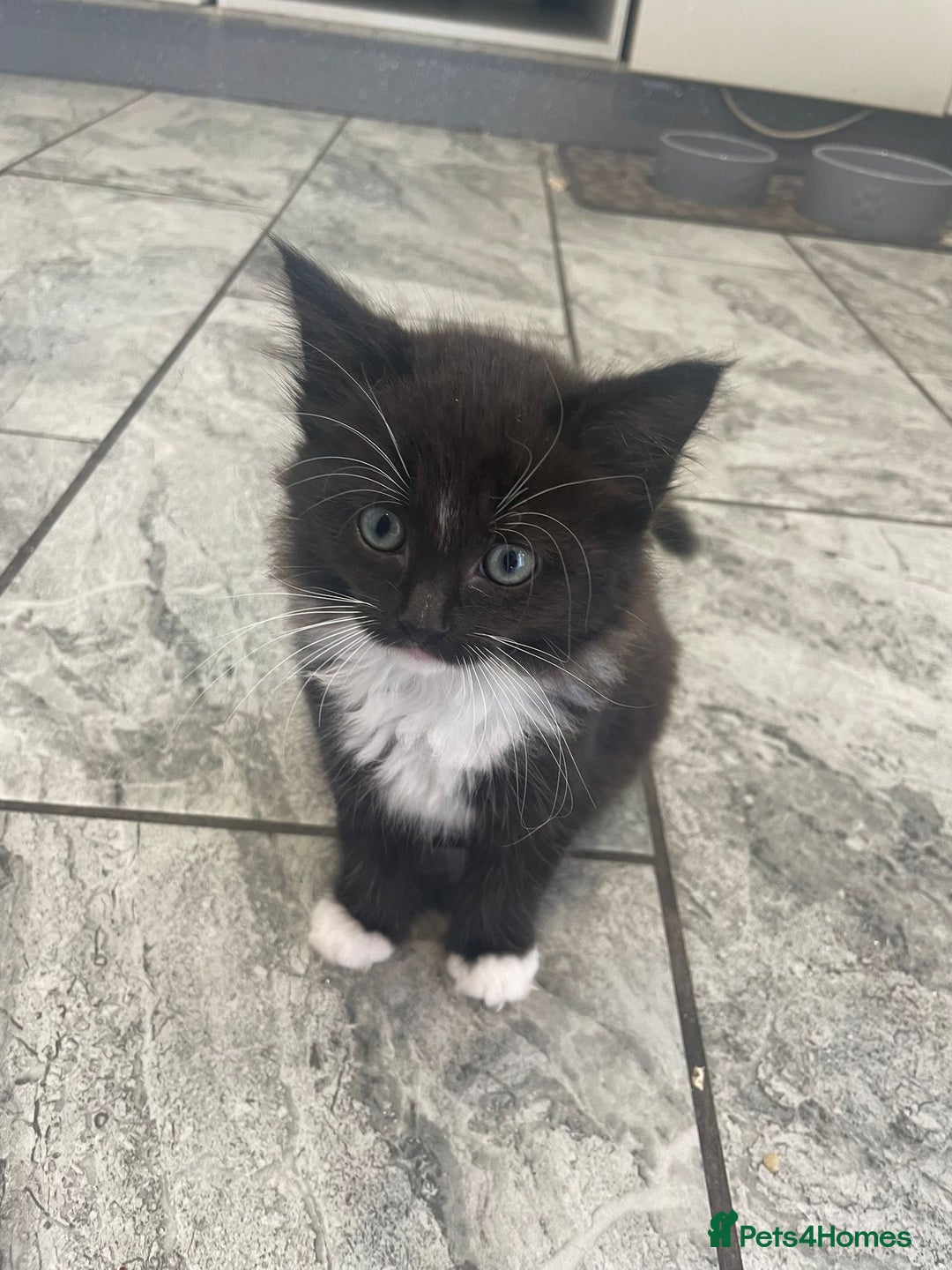 Ragdoll cats for sale: OPEN TO OFFERS!BEAUTIFUL RAGDOLL X SIAMESE KITTENS - Image 13