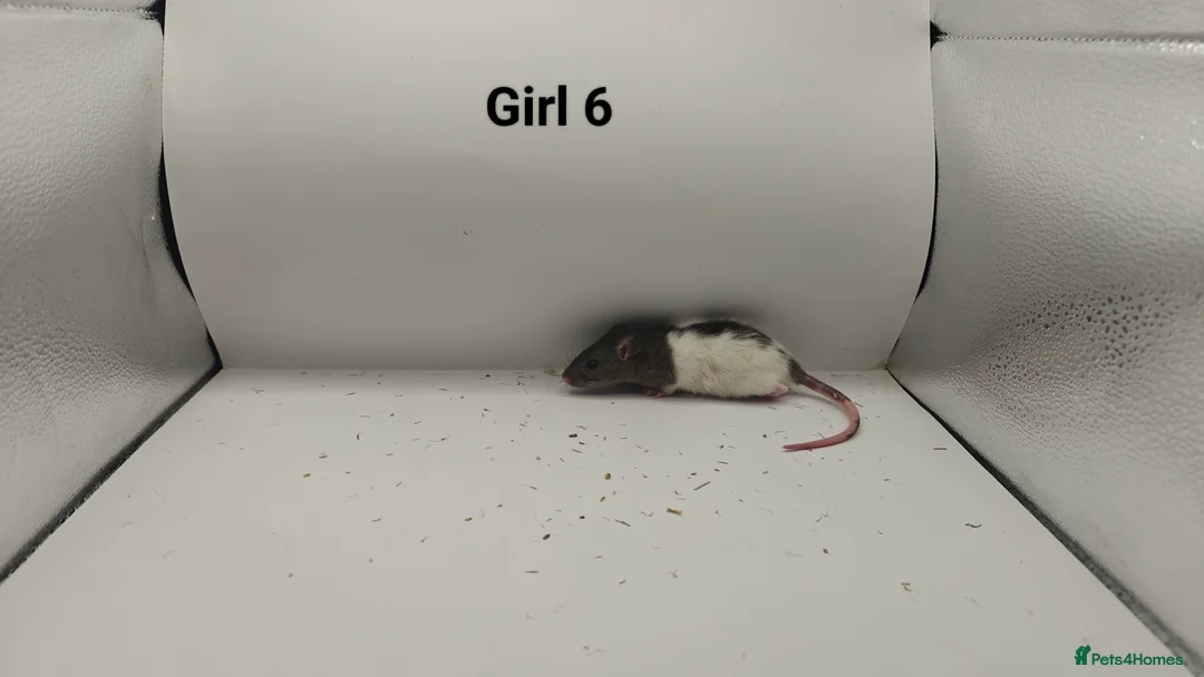 Rat rodents for sale: FEB: 20 Rats (13 Rats: 7 Boys & 6 Girls Left) - Advert 18