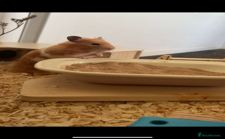 Hamster rodents - Advert 13