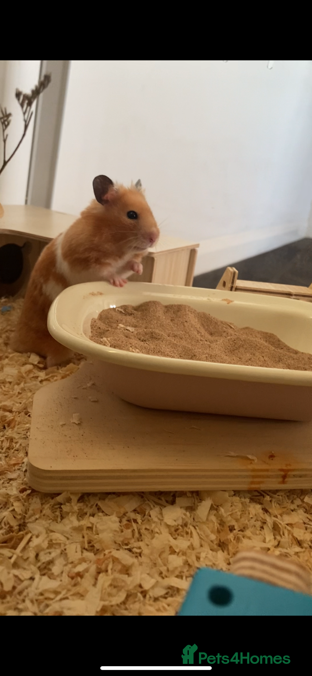 Hamster rodents for sale: Syrian hamster  - Image 1