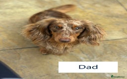 Miniature Dachshund dogs for sale: Stunning Kc Reg Long Hair Mini Dachshund puppies - Image 13