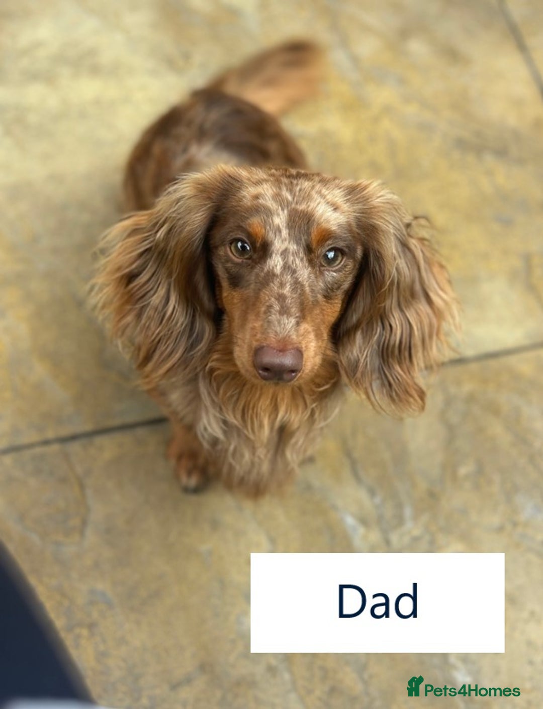 Miniature Dachshund dogs for sale: Stunning Kc Reg Long Hair Mini Dachshund puppies - Image 13