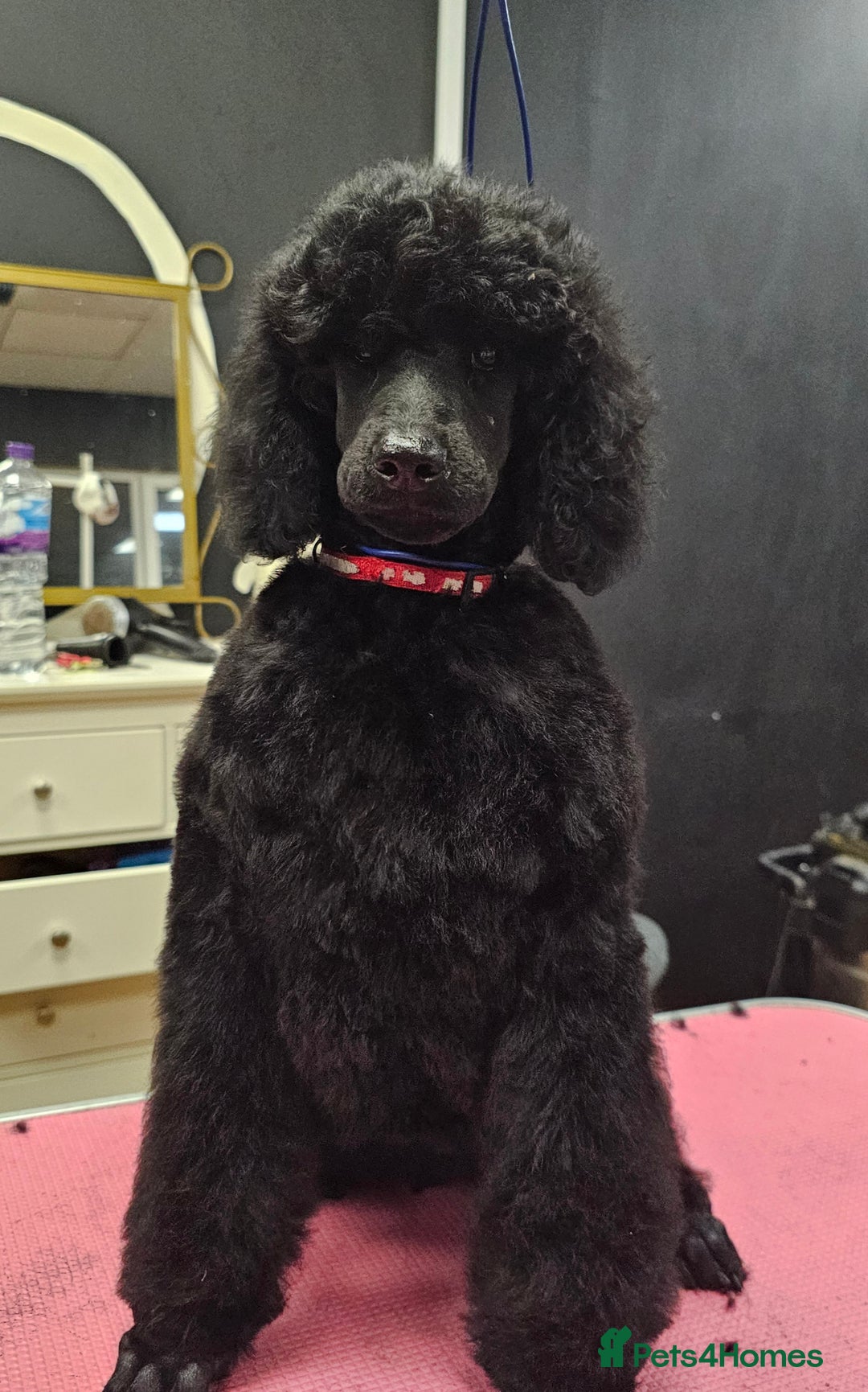 Standard Poodle dogs for sale: KC Standard poodle puppies🐩 - Advert 3