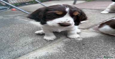 Cocker Spaniel dogs - Advert 7
