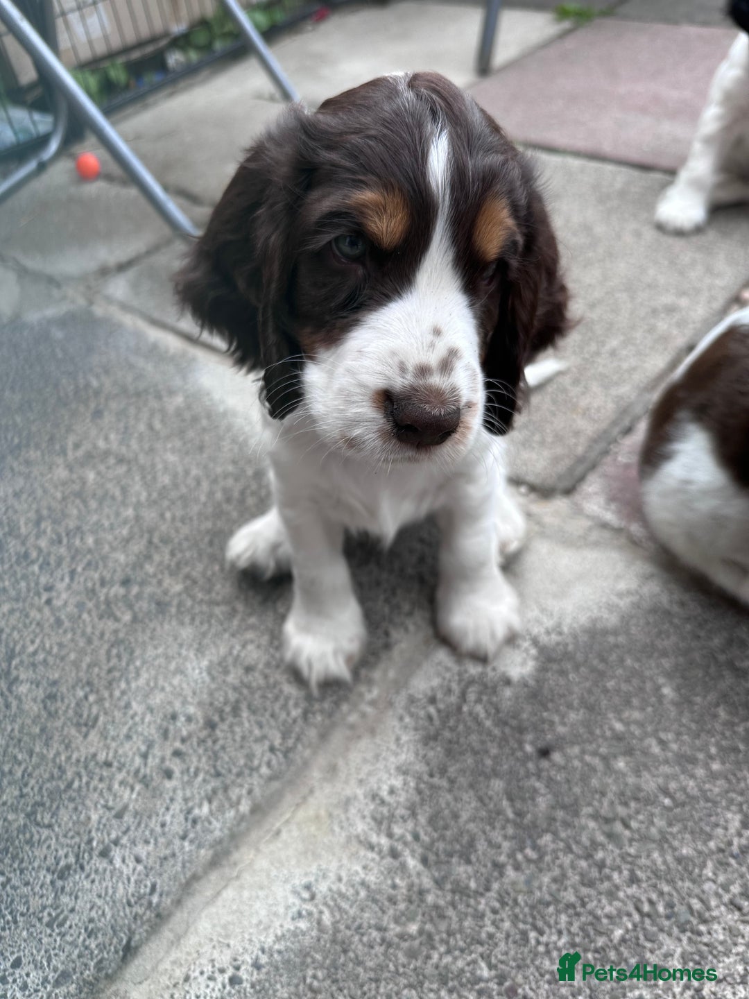 Cocker Spaniel dogs for sale: KC Registered Show Cocker Spaniel Puppies  - Image 3