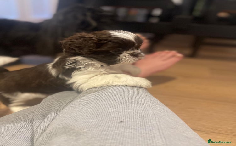 Shih Tzu dogs - Advert 9