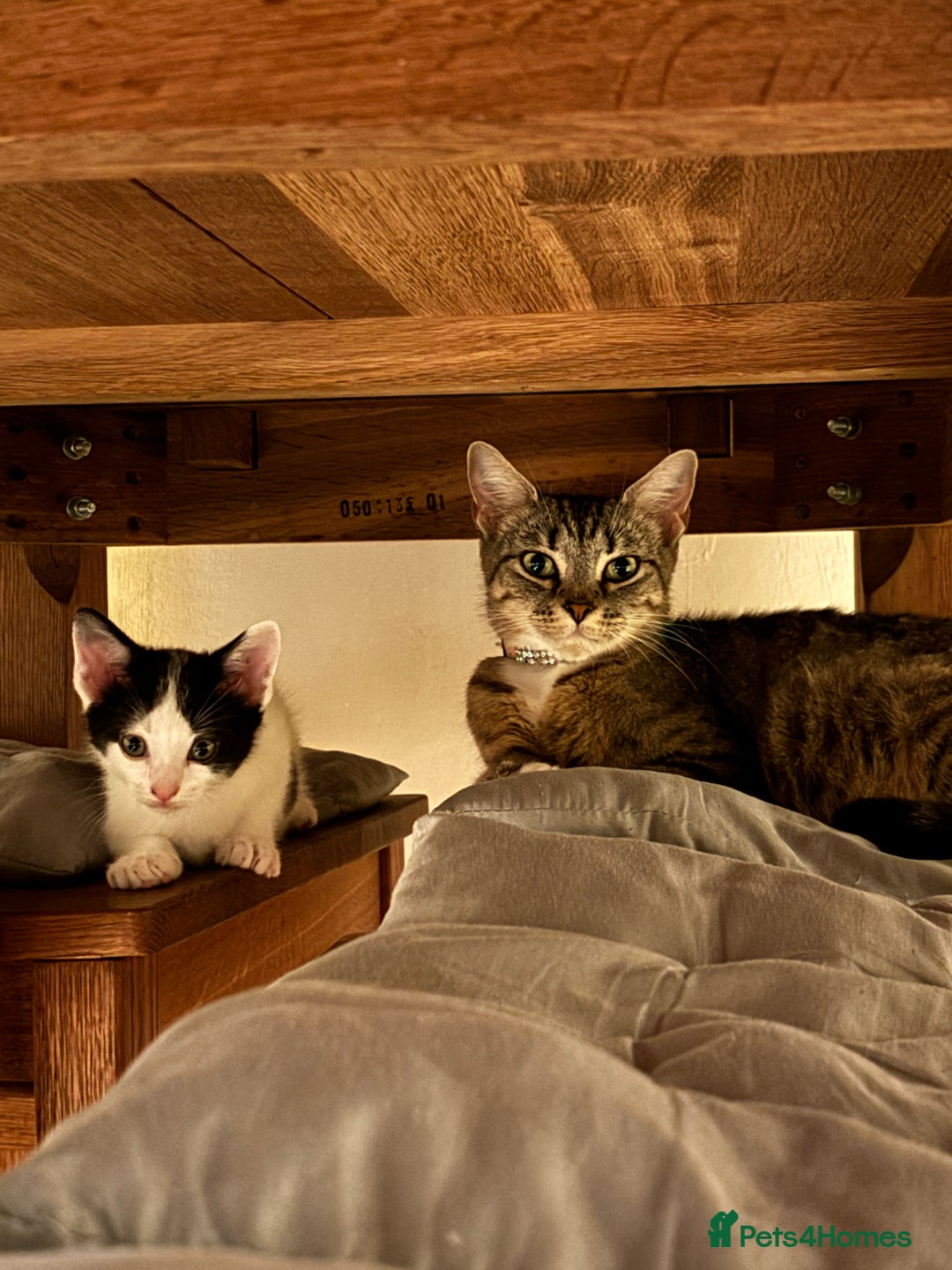 Mixed Breed cats for sale: Adorable mixed breed kittens in Kent! - Image 24