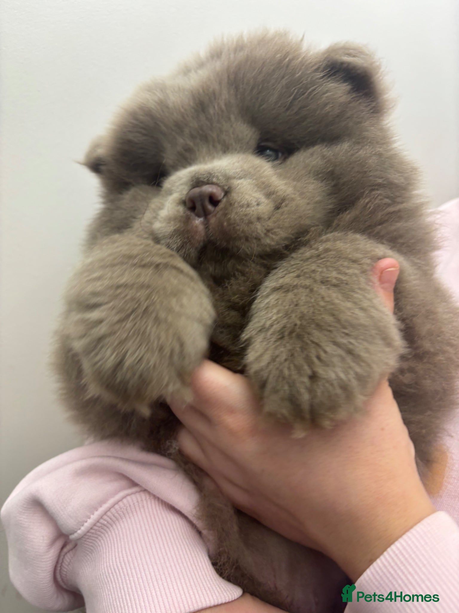 Chow Chow dogs Ready to leave solid lilac 🧸🔥 - Advert 15