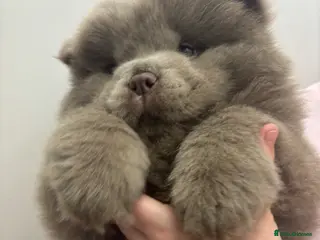 Chow Chow dogs Ready to leave solid lilac 🧸🔥 - Advert 4