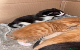 Mixed Breed cats for sale: Beautiful mixed colour kittens  - Image 10