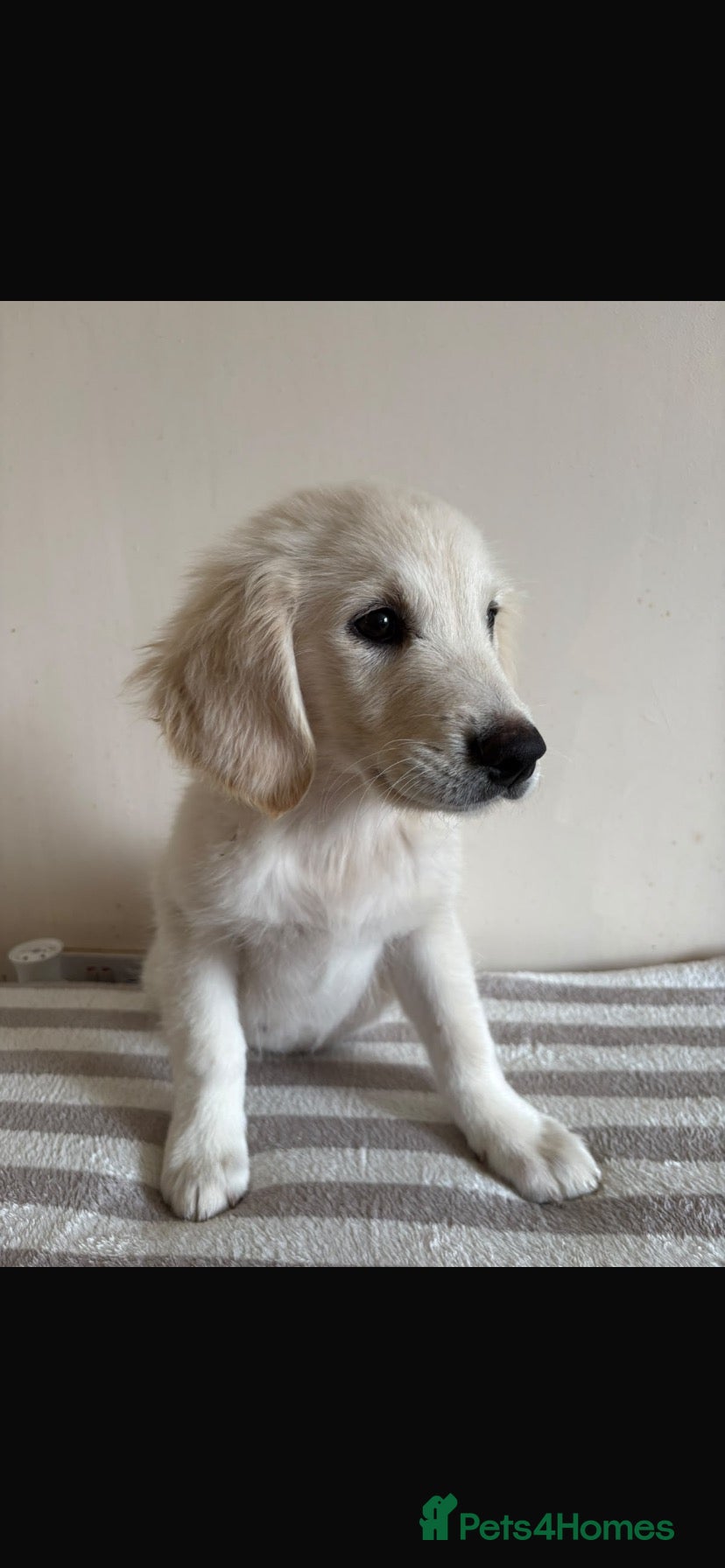 Mixed Breed dogs  12-Wk Golden Retriever x collie girl - Advert 1