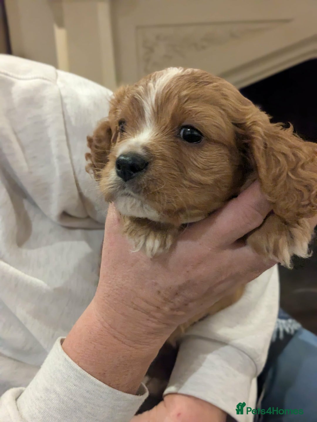 Cavapoo dogs for sale: Cavapoo  - Advert 8