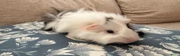 Guinea Pig rodents for sale: Funky Abby boar in Swindon - Advert 3
