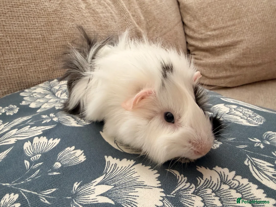 Guinea Pig rodents for sale: Funky Abby boar in Swindon - Advert 3
