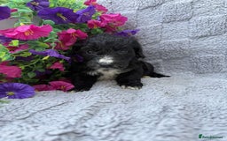 Cockapoo dogs for sale: F1 Showtype Cockapoo - Image 16
