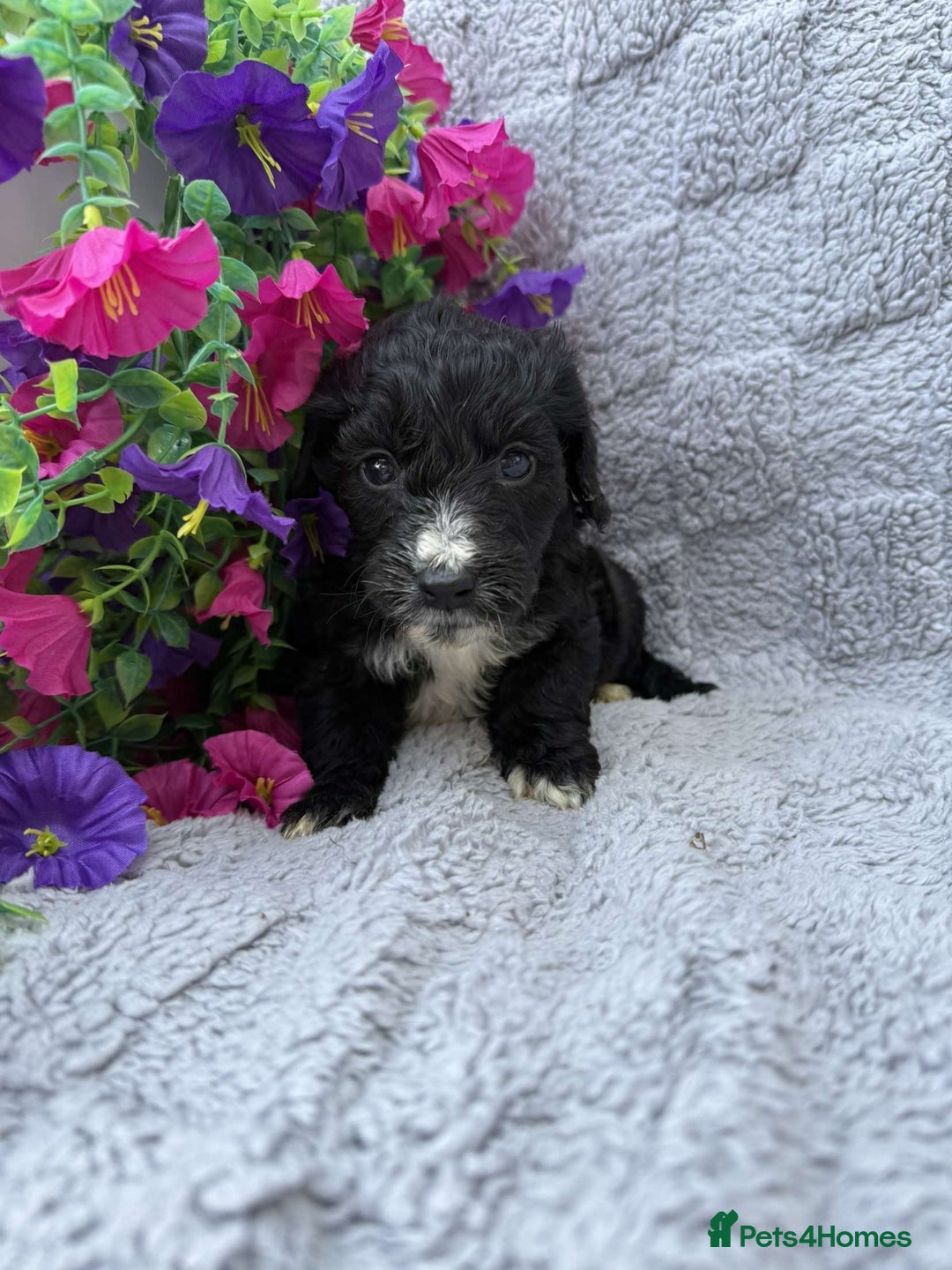 Cockapoo dogs for sale: F1 Showtype Cockapoo - Image 16