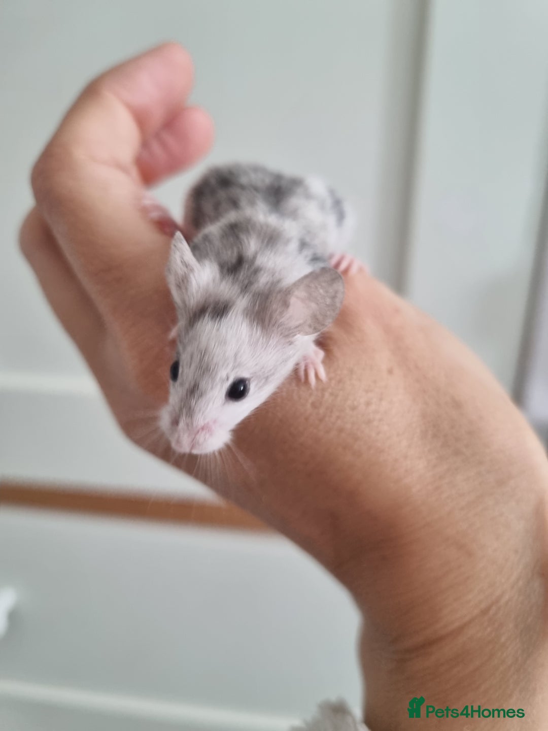 Mouse rodents for sale: Reserved! 1 boy  - Image 1