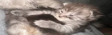 Maine Coon Kitten 3