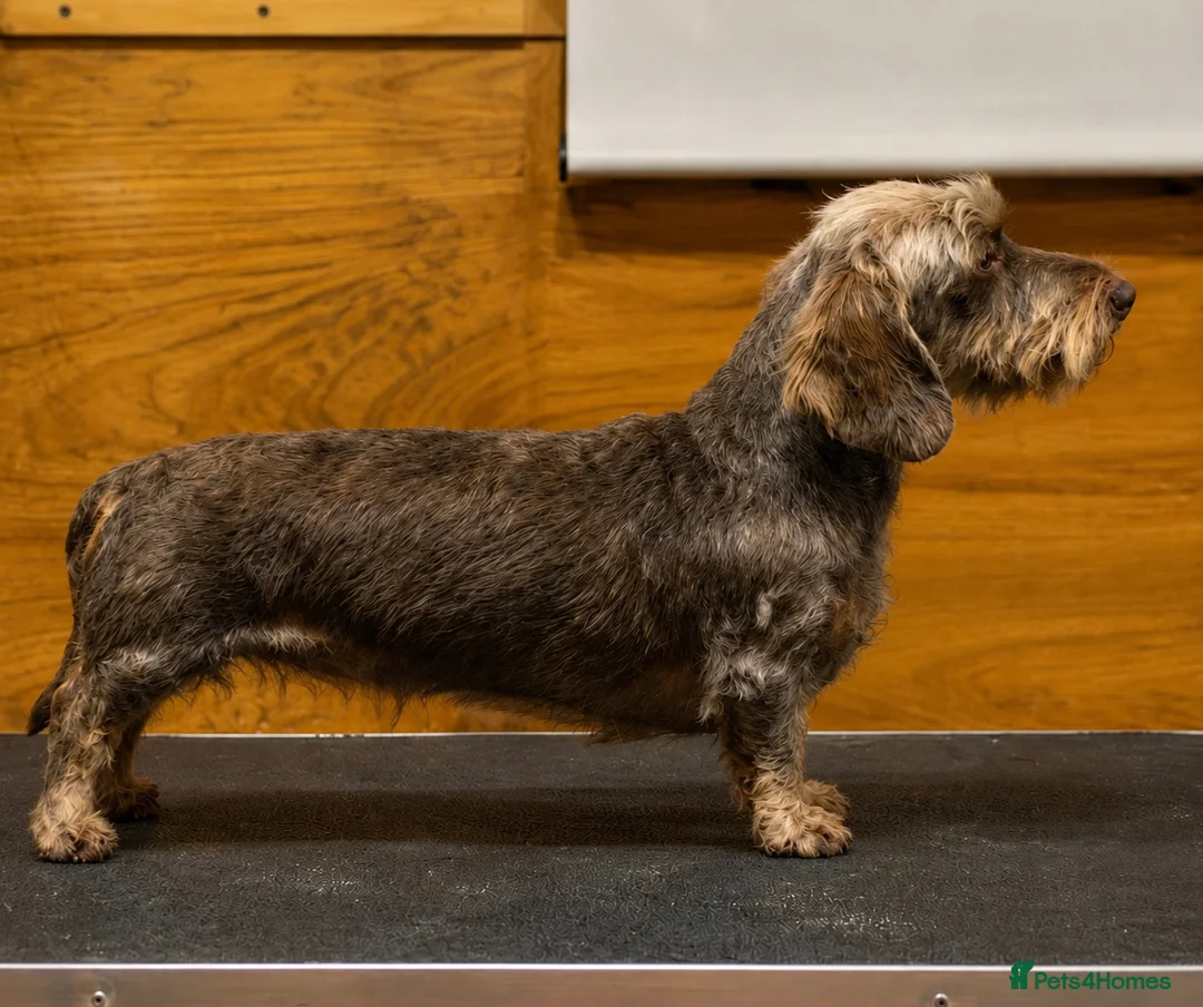 Miniature Dachshund dogs for stud: Choc & Tan Miniature wire haired Dachshund stud - Advert 2
