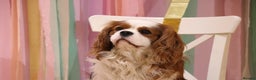 Cavalier King Charles Spaniel dogs for stud: Health Tested Stud Dog in Chesterfield - Advert 9