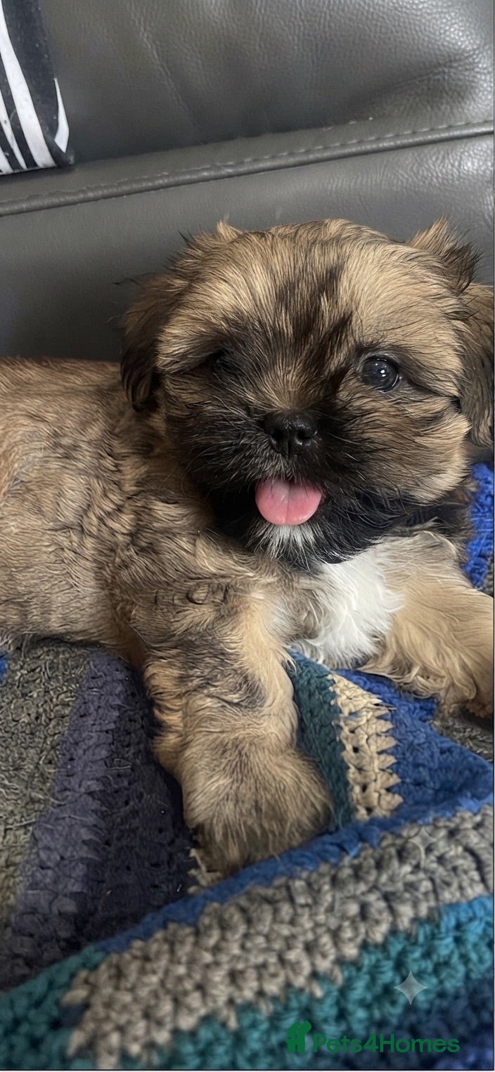Shih Tzu dogs 🌟READY NOW ,LAST BOY 🌟 Shih Tzu PUPPY  - Advert 14