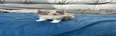 Mixed Breed Kitten 5 : light callico female