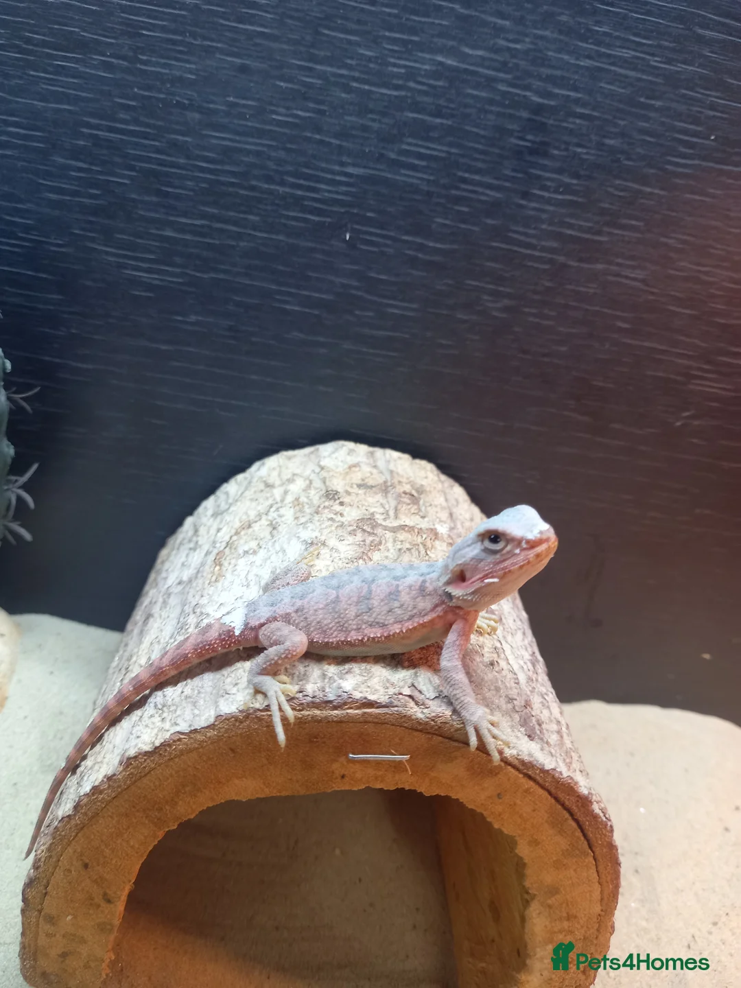 Bearded Dragon reptiles for sale: Shop bred baby bearded dragons  - Advert 3