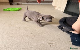 Labrador Retriever dogs for sale: Beautiful silver and charcoal labradors  - Image 5