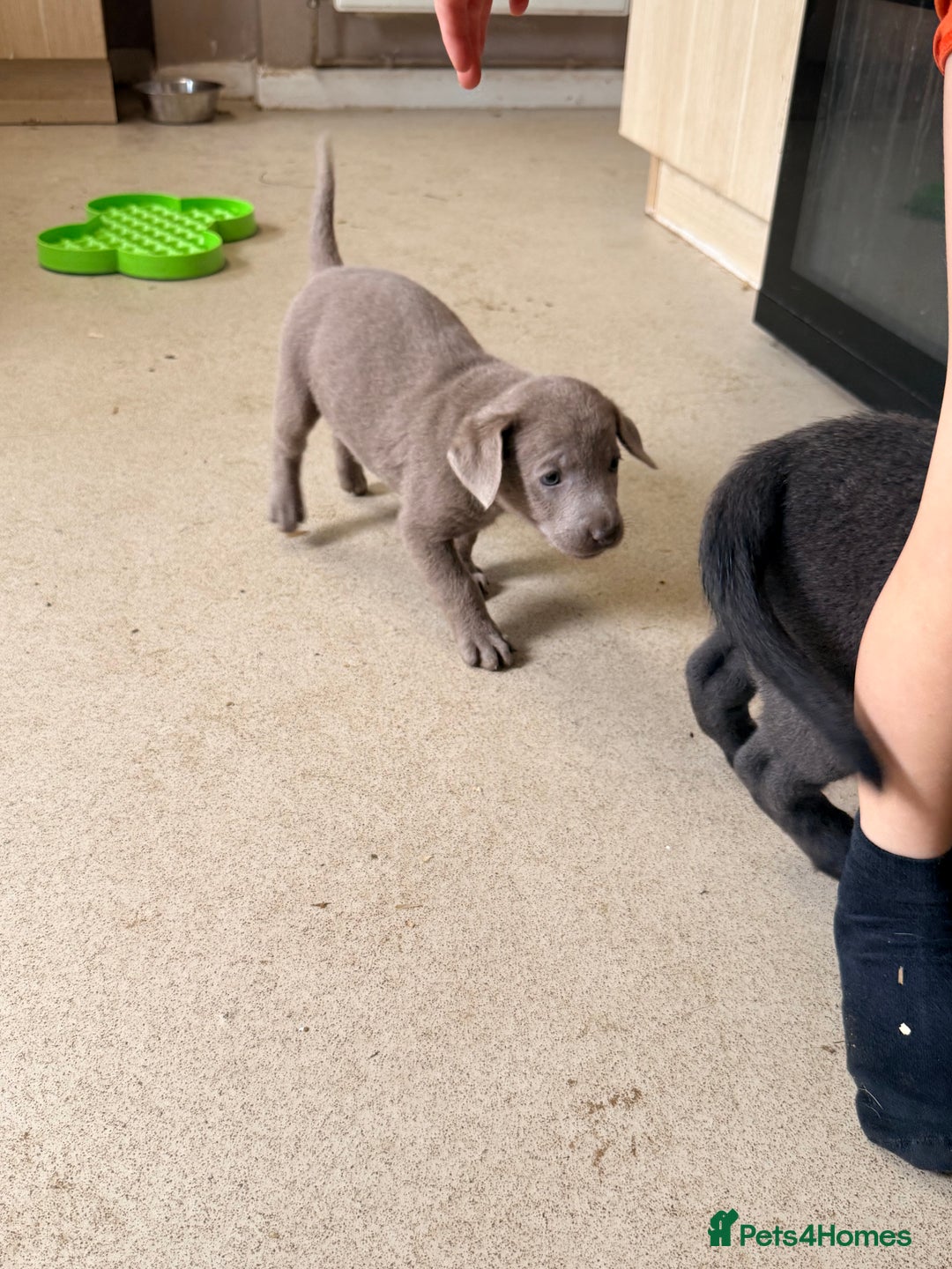 Labrador Retriever dogs for sale: Beautiful silver and charcoal labradors  - Image 5