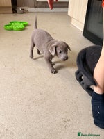 Labrador Retriever dogs - Advert 1