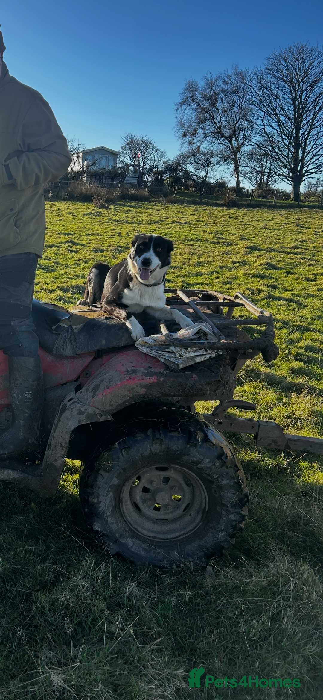 Border Collie dogs for sale: 6 healthy border collie pups - Advert 8