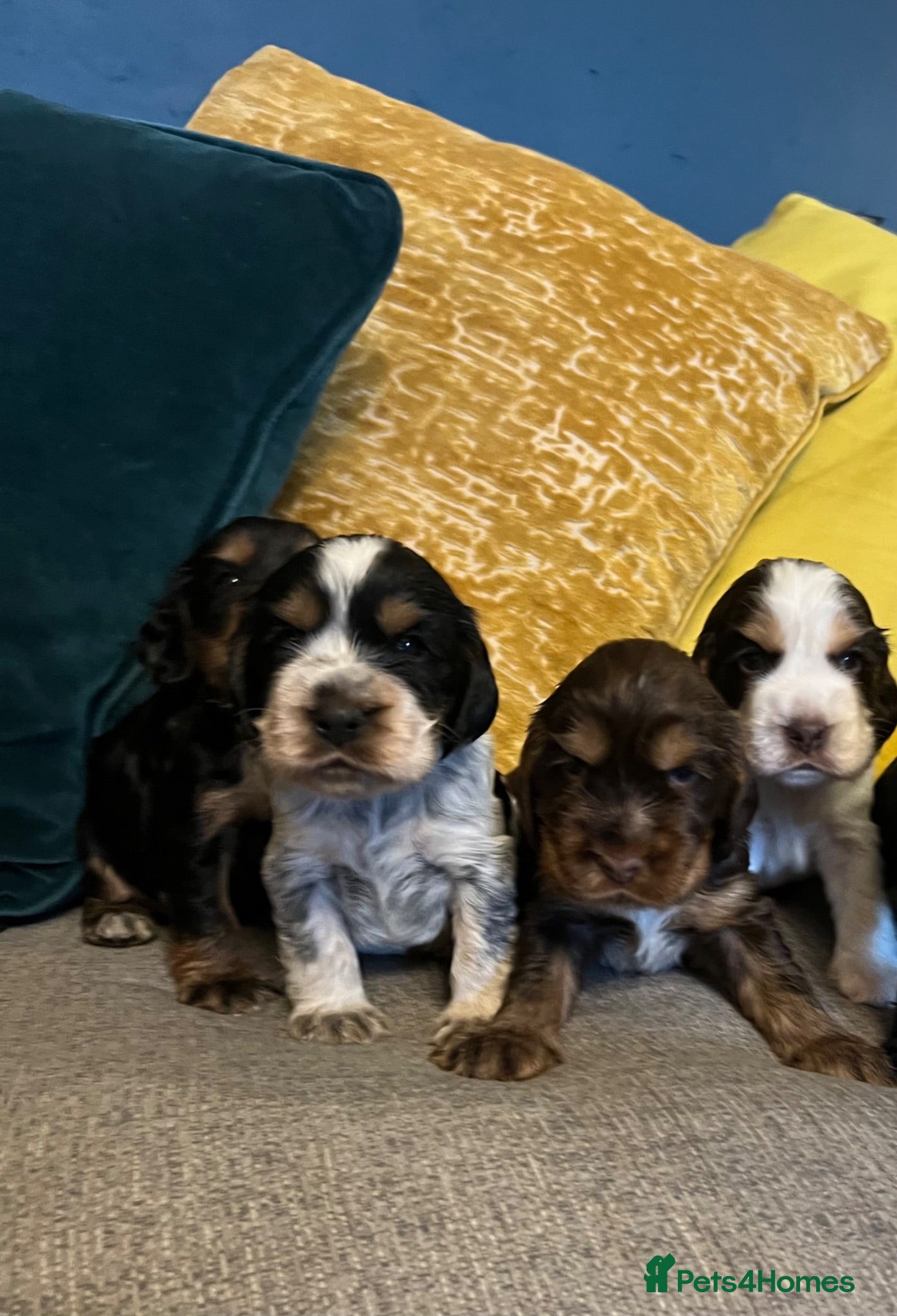 Cocker Spaniel dogs Show Type Cocker Spaniel Puppies - Advert 1